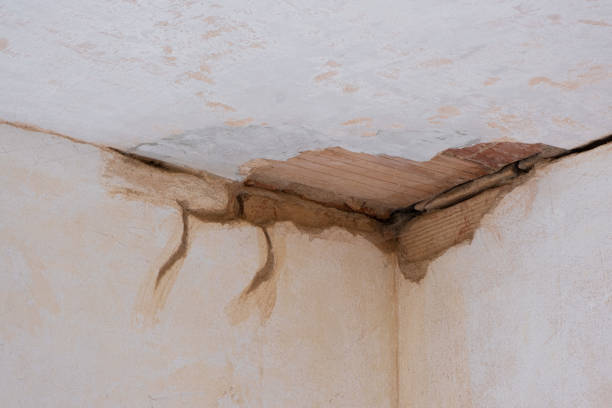 Best Professional water damage repair  in Montegut, LA
