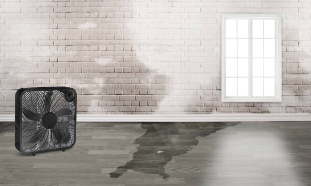 Best 24/7 water damage repair  in Montegut, LA